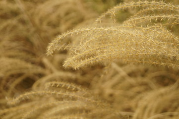 Withered ears of grass