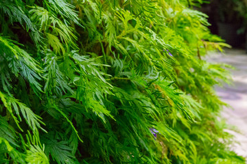 Colourful flower blossoms in a garden.