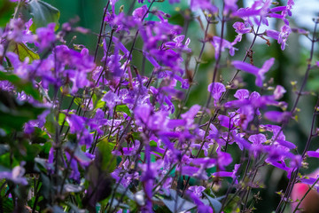 Fototapeta premium Colourful flower blossoms in a garden.