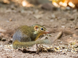 The Northern Treeshrew are most often found on or near the ground level in rainforests of Southeast Asia. Scientific name is Tupaia belangeri. 