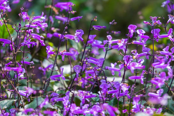 Fototapeta premium Colourful flower blossoms in a garden.