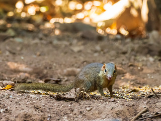 The Northern Treeshrew are most often found on or near the ground level in rainforests of Southeast Asia. Scientific name is Tupaia belangeri. 