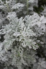 frost on the branches wallpaper or background