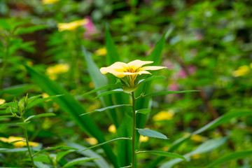 Colourful flower blossoms in a garden.