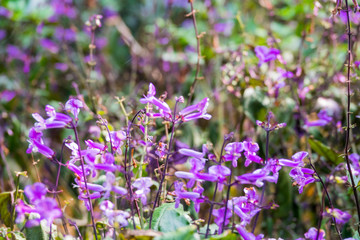 Colourful flower blossoms in a garden.