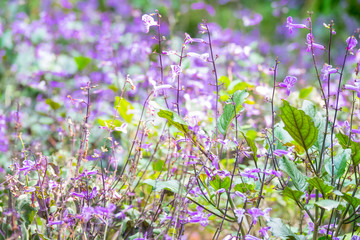 Naklejka premium Colourful flower blossoms in a garden.