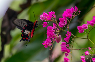 Colourful flower blossoms in a garden.