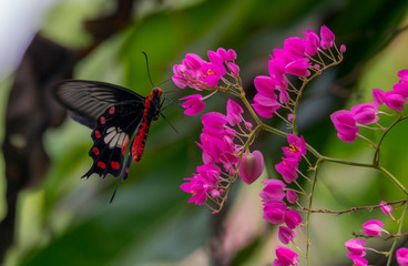 Fototapeta na wymiar Colourful flower blossoms in a garden.