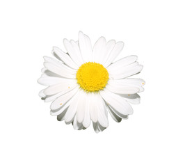 close-up of a white and yellow Daisy flower isolated without a background