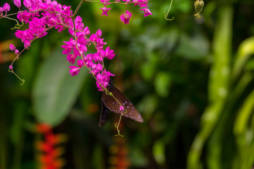 Colourful flower blossoms in a garden.