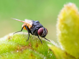 fly on leaf