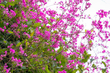 Obraz na płótnie Canvas Colourful flower blossoms in a garden.