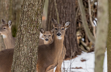 Deer. The white-tailed deer  also known as the whitetail or Virginia deer in winter on snow. White taild deer is  the wildlife symbol of Wisconsin  and game animal of Oklahoma.