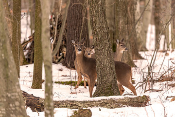 Deer. The white-tailed deer  also known as the whitetail or Virginia deer in winter on snow. White...