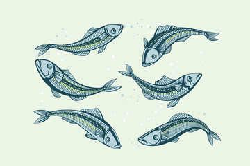 Set of Vector sardine. Icon badge fish for design seafood packaging and market