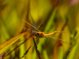 The Wandering Glider Dragonfly has a yellow abdomen and clear wings. They use wind current to stay aloft for extented periods, hence its name. Scientific name is Pantala flavescens.