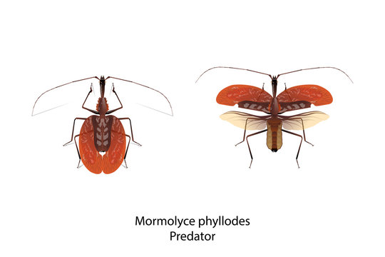 Mormolyce phyllodes object vector for graphic design,art,education,science,agriculture.This bug insect is predator.