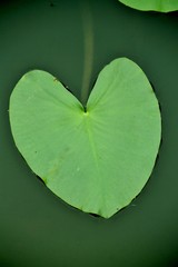 Water Lily Heart Leaf