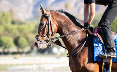 bay racehorse headshot