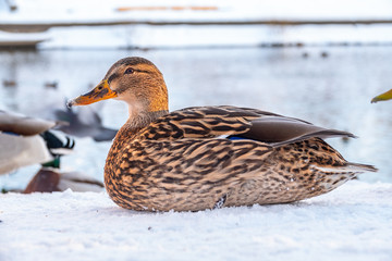 Female duck sits on the white snow
