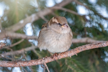 Funny sparrow with a serious look. Sparrow sits on a branch without leaves in the sunset light.