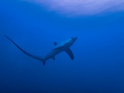 44 Best Thresher Shark Images Stock Photos Vectors Adobe Stock