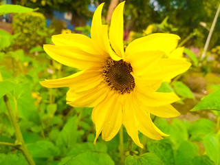 Sunflower in the garden