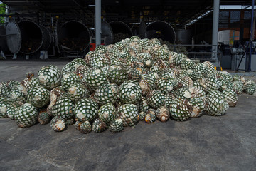 El montón de bolas de agave está en frente de los hornos de cocción.