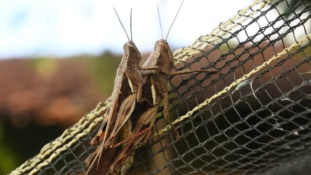 a pair of crickets perched on the net