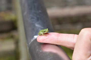 指に乗る考え中の雨蛙