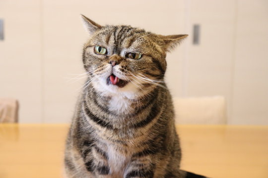 丸めた舌がキュートな猫アメリカンショートヘアー