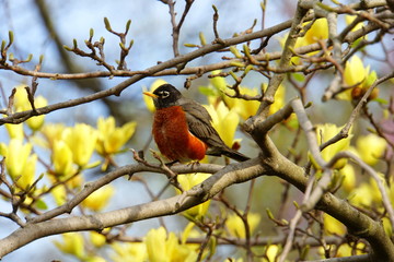 A robin sitting around yellow magnolia flowers