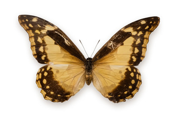Beautiful blue Morpho Helena butterfly (female) with sparkling wings, isolated on white background. Tropical butterfly from Peru, collector's item close up detailed view.