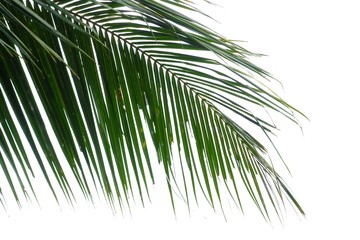 Tropical coconut tree leaves on white isolated background for green foliage backdrop and copy space 