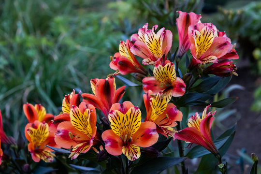 red and yellow floers