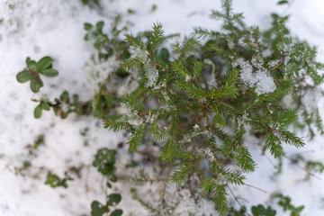Little Christmas tree in the snow. view from above