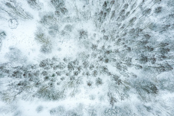 aerial top view of winter forest with trees and ground, covered by white snow