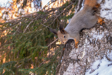 Squirrel in winter sits on a tree branch with snow.