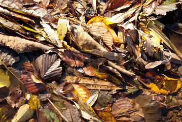 北海道のブナの落ち葉