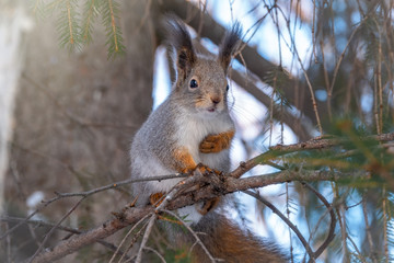The squirrel sits on a fir branches in the winter or autumn