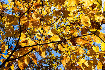 ミズナラの黄葉のクローズアップ