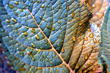 natural background of a blurred half-leaf green plant with raindrops close-up
