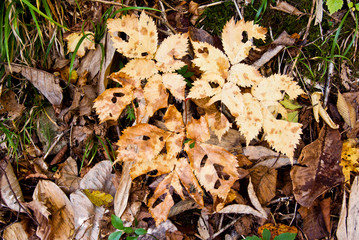 秋黄葉の盛歌才ブナ林