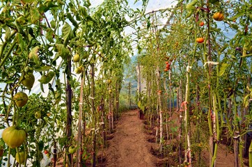 the fruits of tomatoes on long stems, in a greenhouse