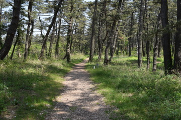 林道 新緑 遊歩道