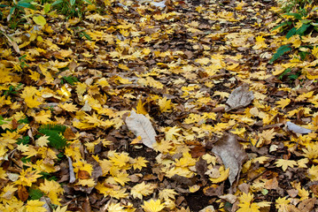 秋黄葉の盛歌才ブナ林