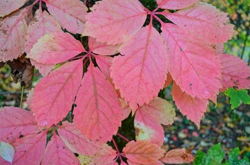 autumn red-pink tree leaves, close-up