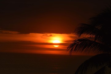 Fototapeta na wymiar palm sunset
