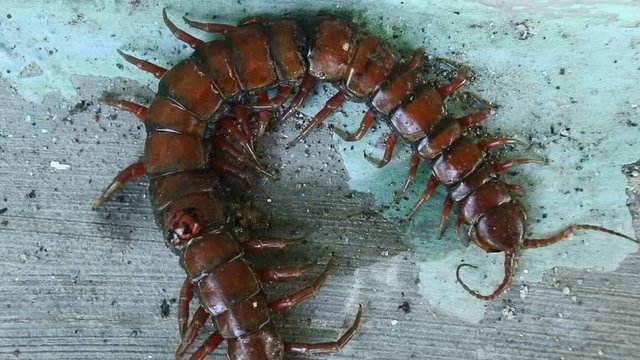 brown centipede or stone centipede, is a common European centipede of the family Lithobiidae, almost died due to injury