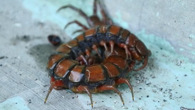 brown centipede or stone centipede, is a common European centipede of the family Lithobiidae, almost died due to injury